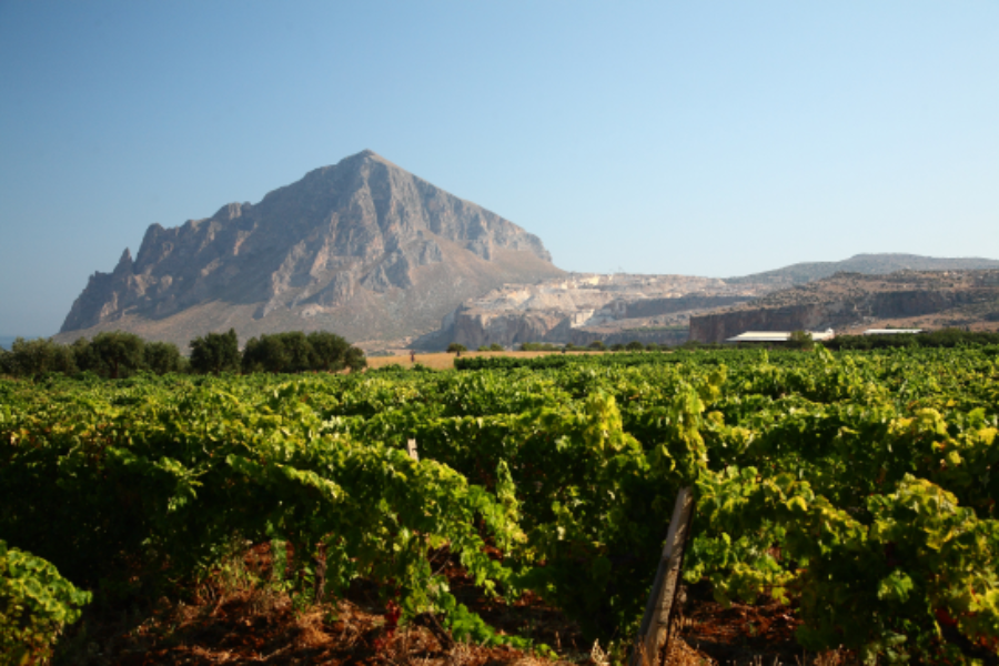 Vineyard landscape in Marsala, Sicily’s fortified wine region
